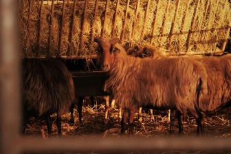 Le Mandriale
